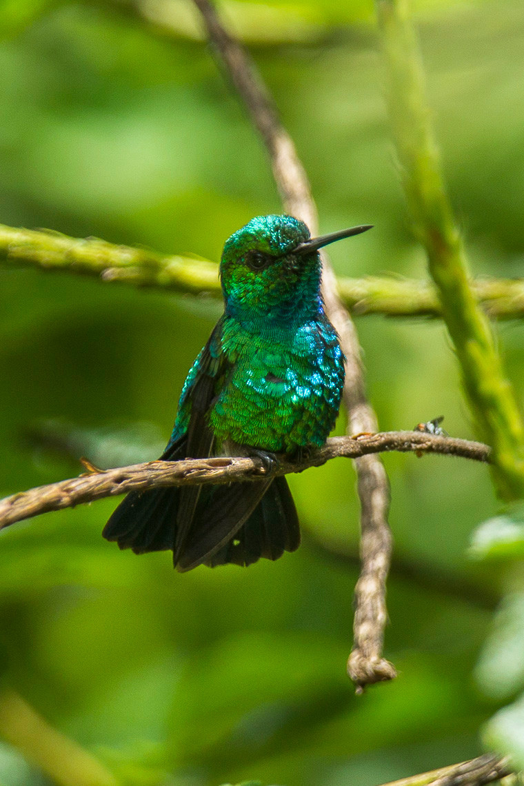 image Blue-tailed Emerald